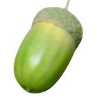 Green Acorns